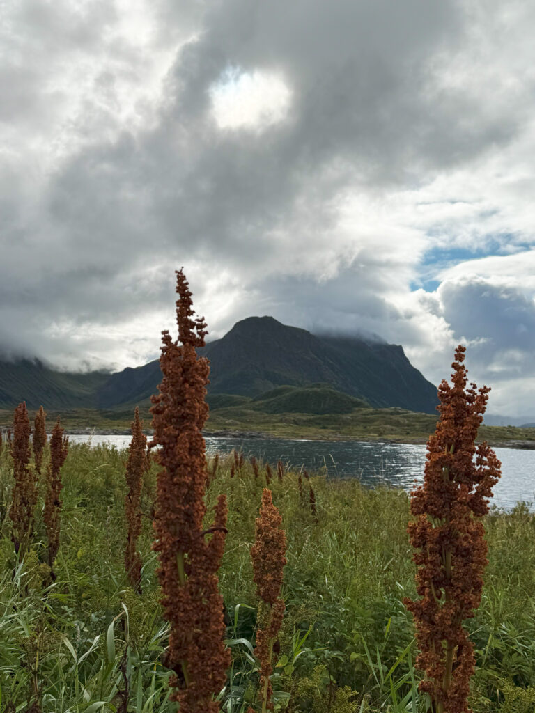 lowida Lofoten 2025